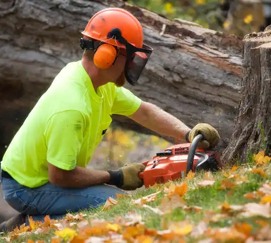 tree services Kenesaw